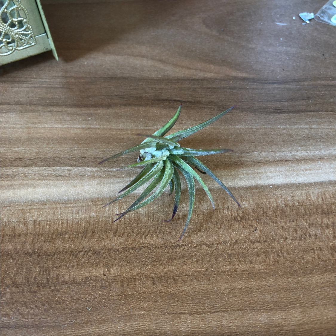Healthy Tillandsia albida air plant with curling silver-green leaves, sitting on a wooden surface.