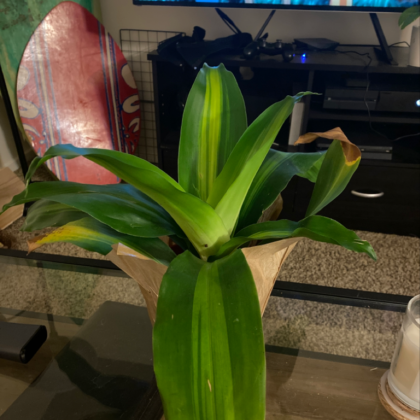 Basket Plant with broad green leaves, some browning at the tips, potted indoors.