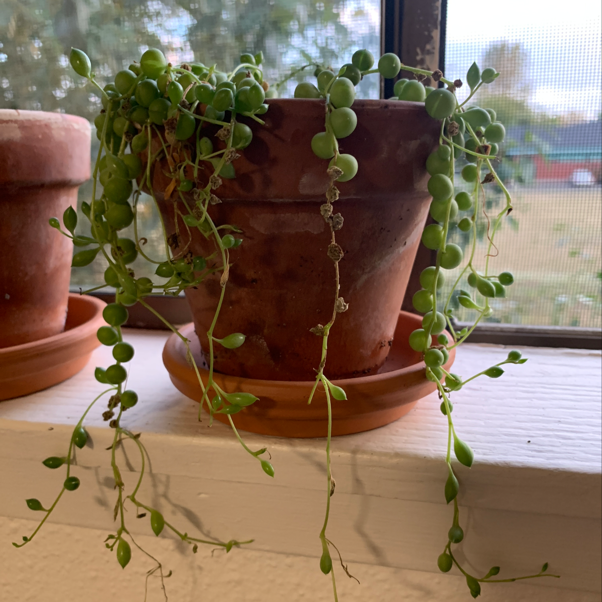 String of Pearls plant in a terracotta pot on a windowsill.