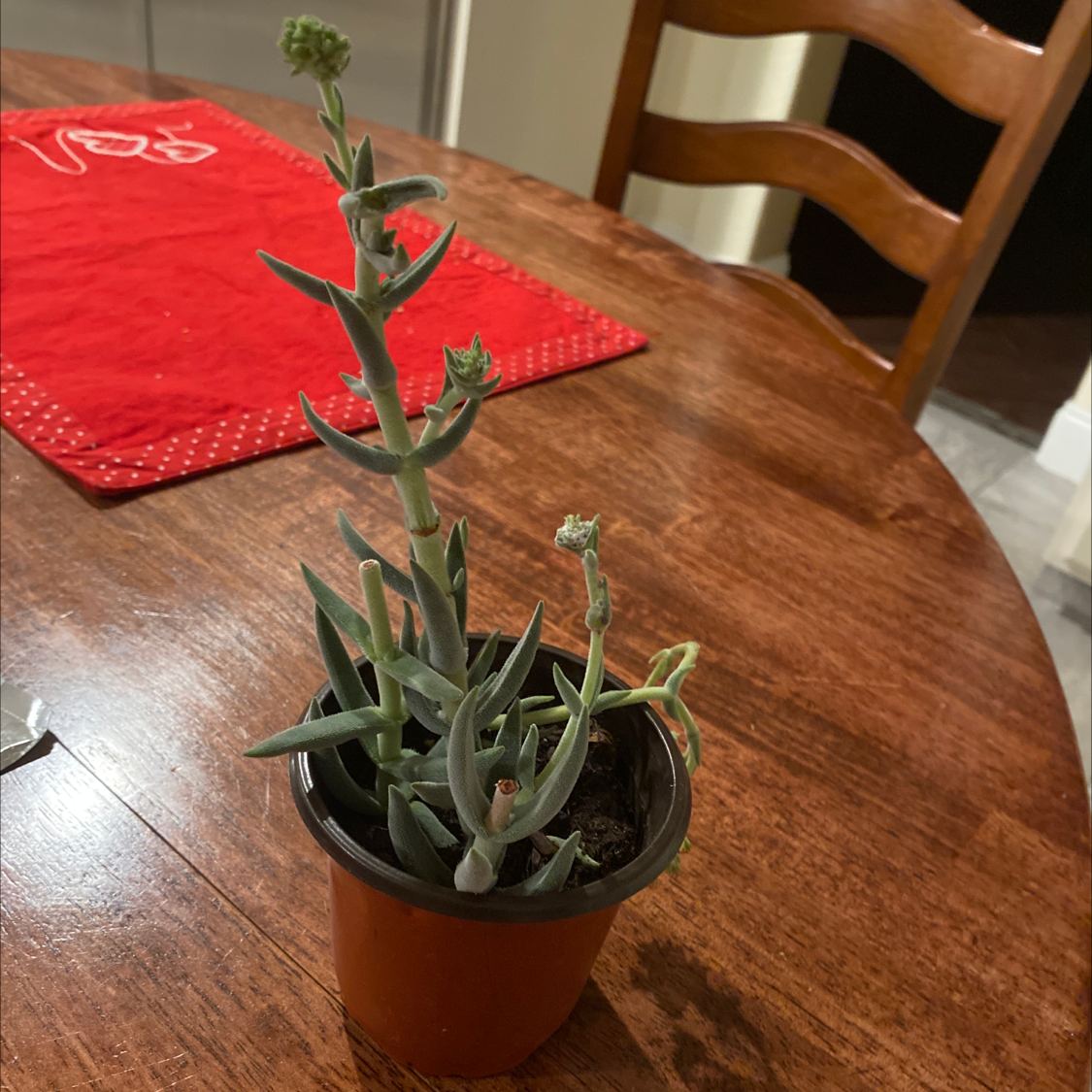 A healthy succulent plant with small flower buds in a pot on a wooden table.