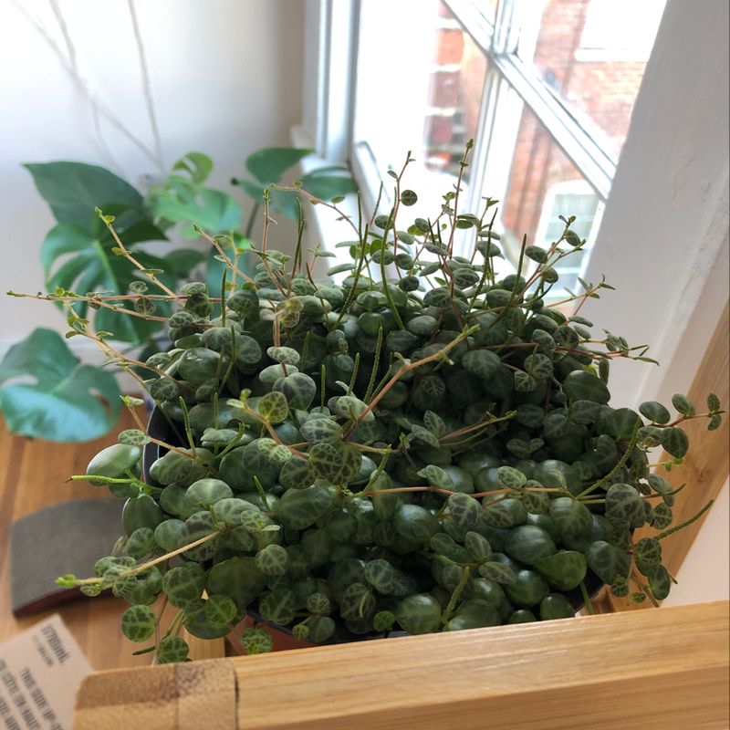 Corsican Stonecrop plant with green, plump leaves placed indoors near a window.