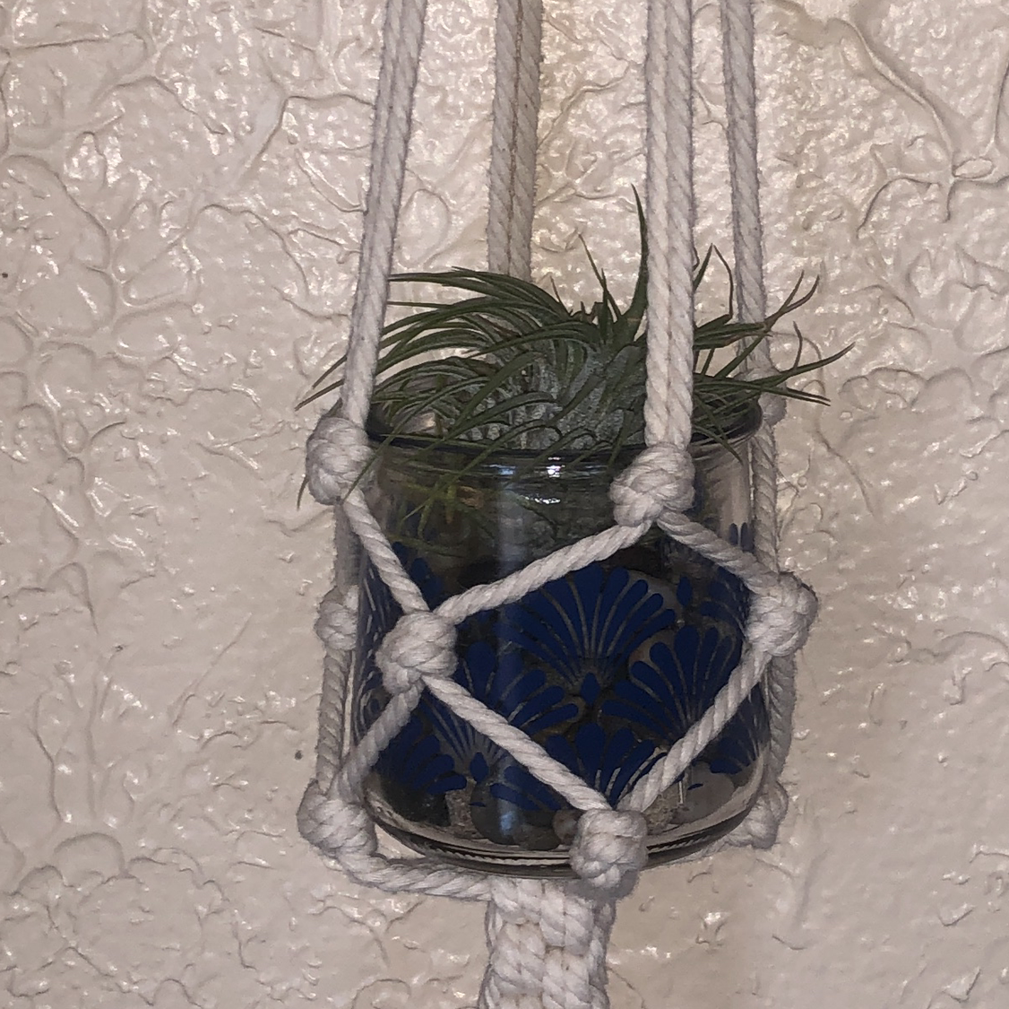 Shirley Temple Air Plant in a decorative glass container, suspended by a macrame hanger.