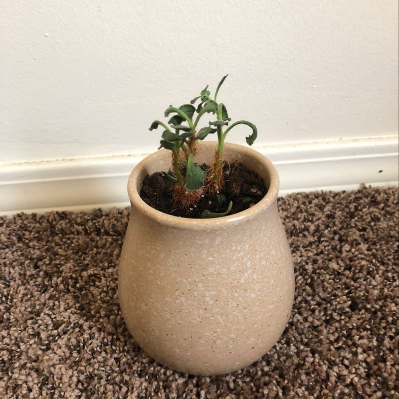 Photo of the plant species Heartleaf philodendron varigated by Brittany named Adromischus cristatus on Greg, the plant care app