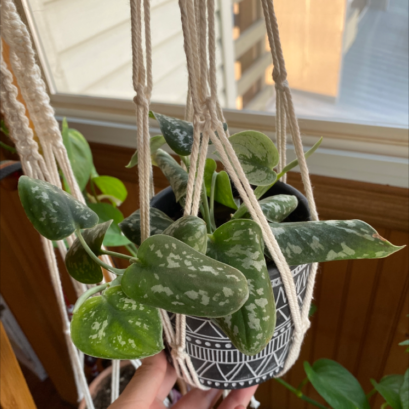 Hands holding a healthy, lush Satin Pothos plant with silvery mottled leaves cascading from a hanging black and white planter.
