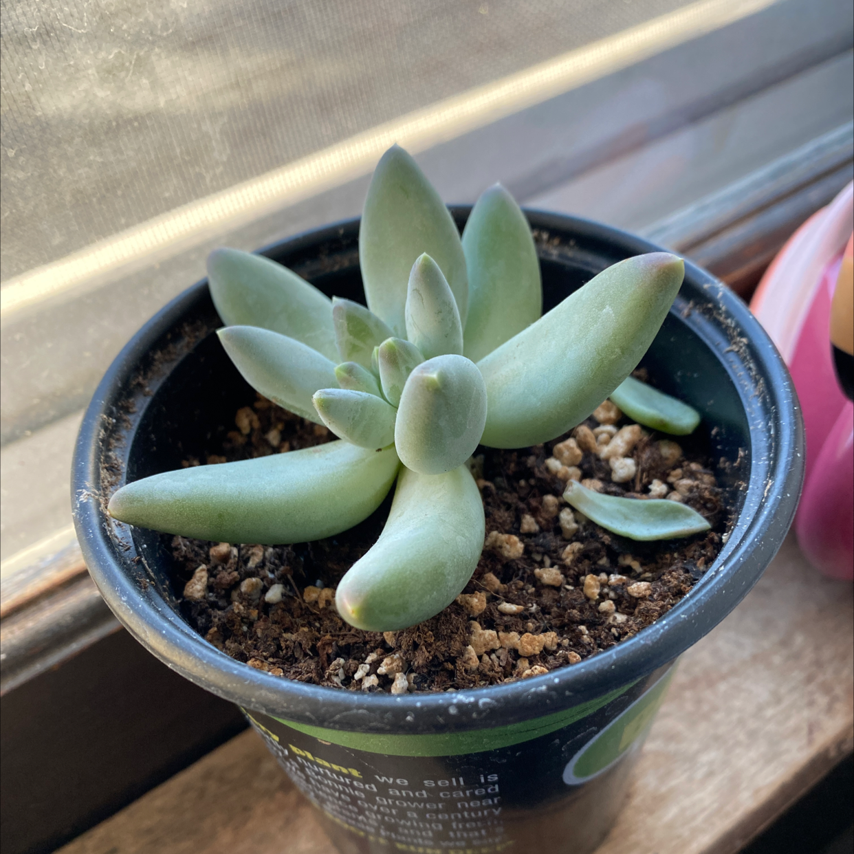 Pachyphytum 'Moon Silver' succulent in a small pot on a windowsill.