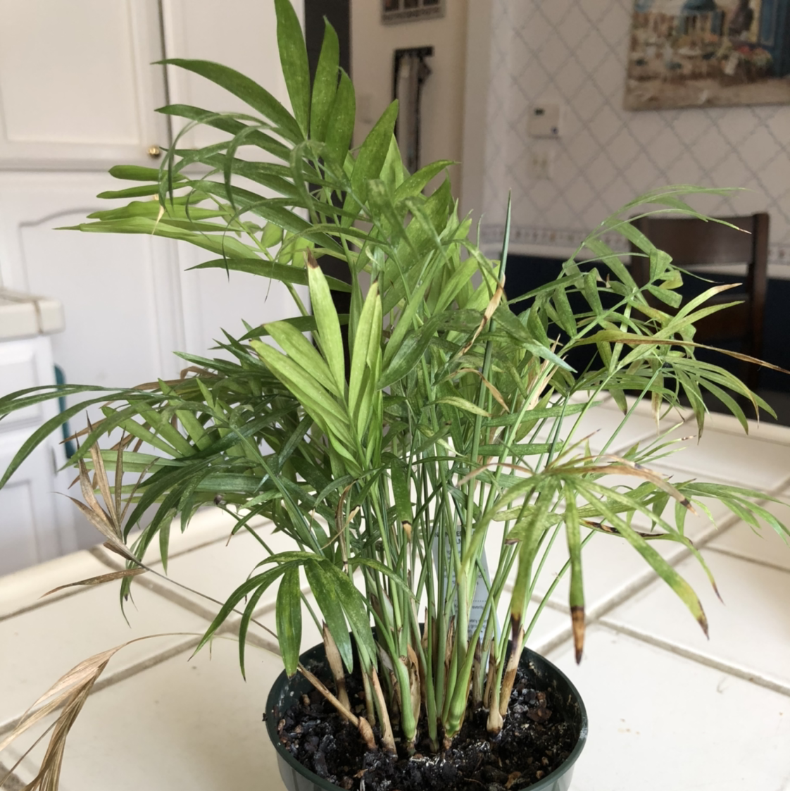 Healthy parlour palm with lush green leaves, well-framed and in focus, potted in dark soil in an indoor living space.