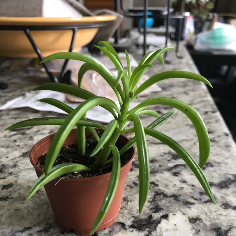 Pincushion Peperomia plant in a brown pot on a granite countertop.