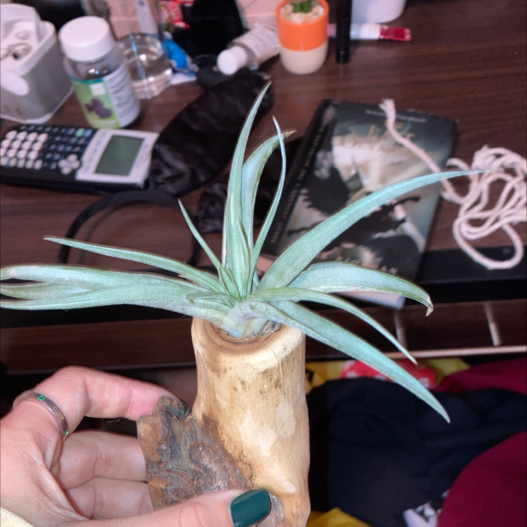 Medusa Head Air Plant held by a hand, with various objects in the background.
