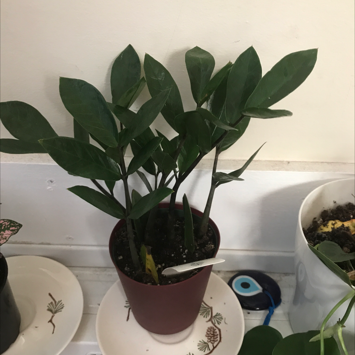 Healthy ZZ plant with dark green glossy leaves in a small brown pot, no signs of discoloration or damage.