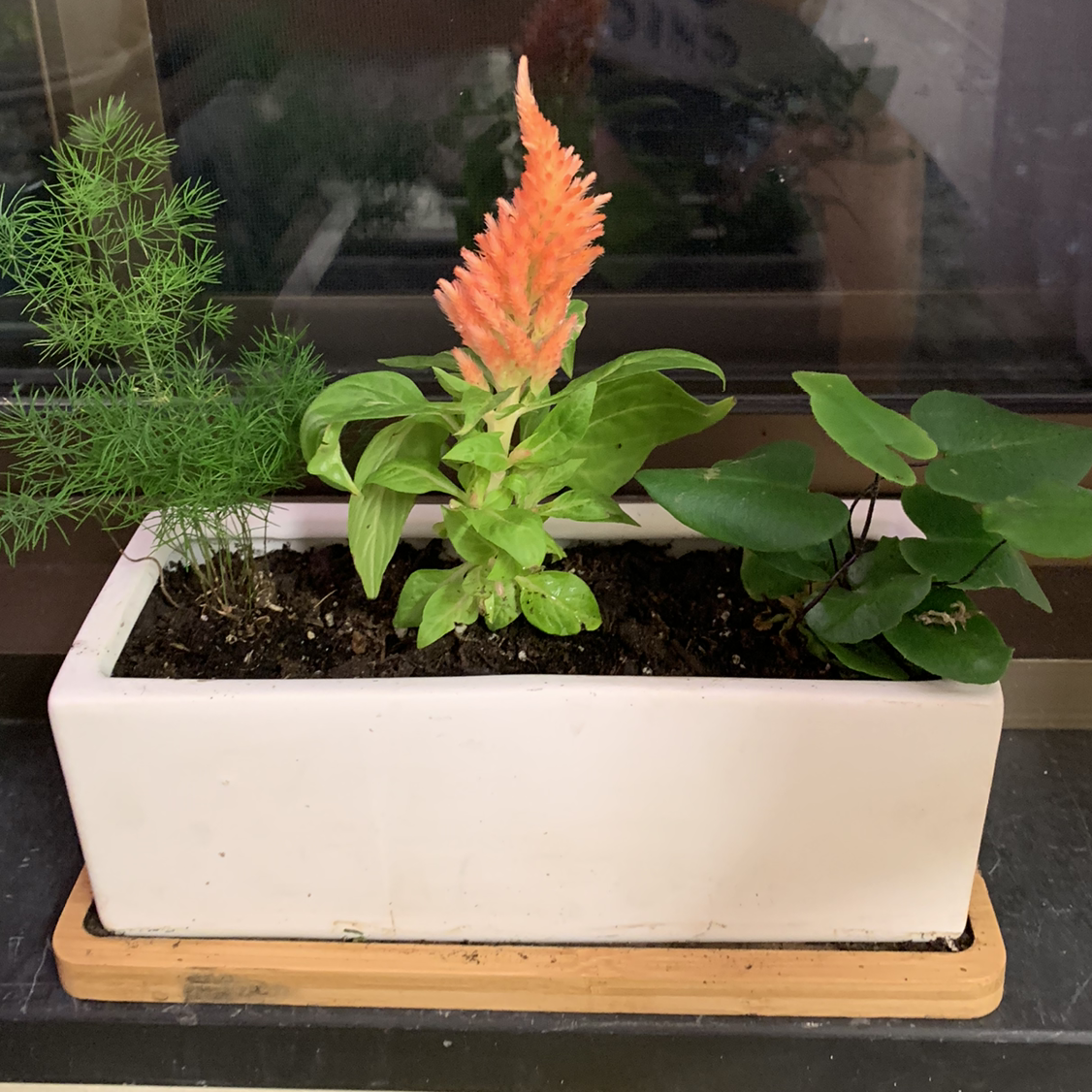 A healthy potted Cockscomb plant with a vibrant red feathered flower spike emerging from lush green foliage in a white planter.