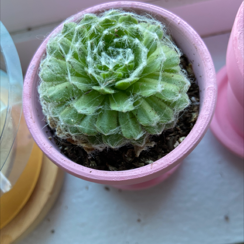 Cobweb Hens and Chicks plant in a pink pot with visible soil.