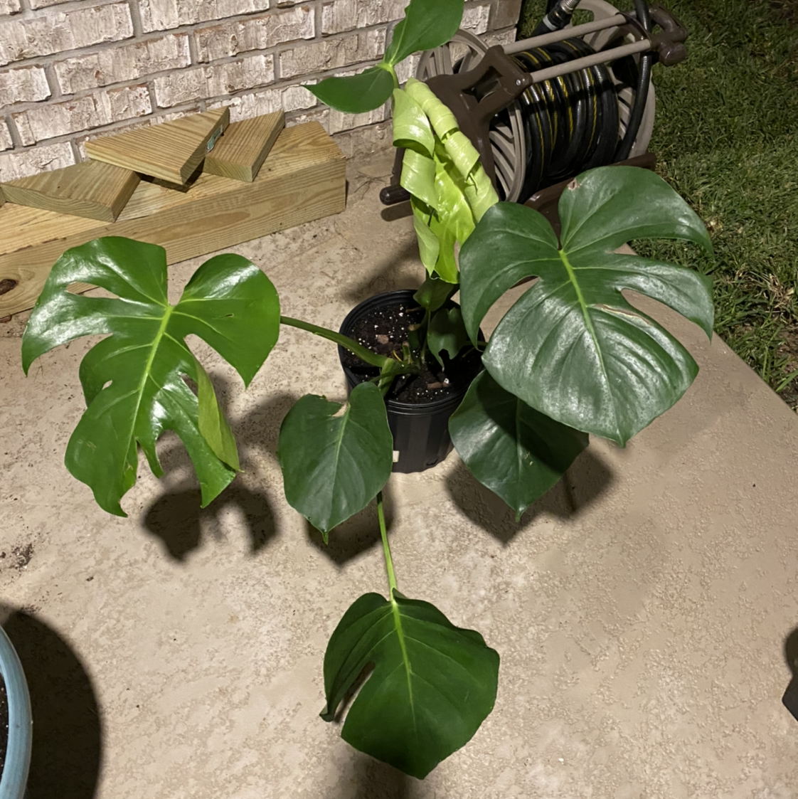 Plant care for Velvet leaf philodendron on Greg, the plant care app