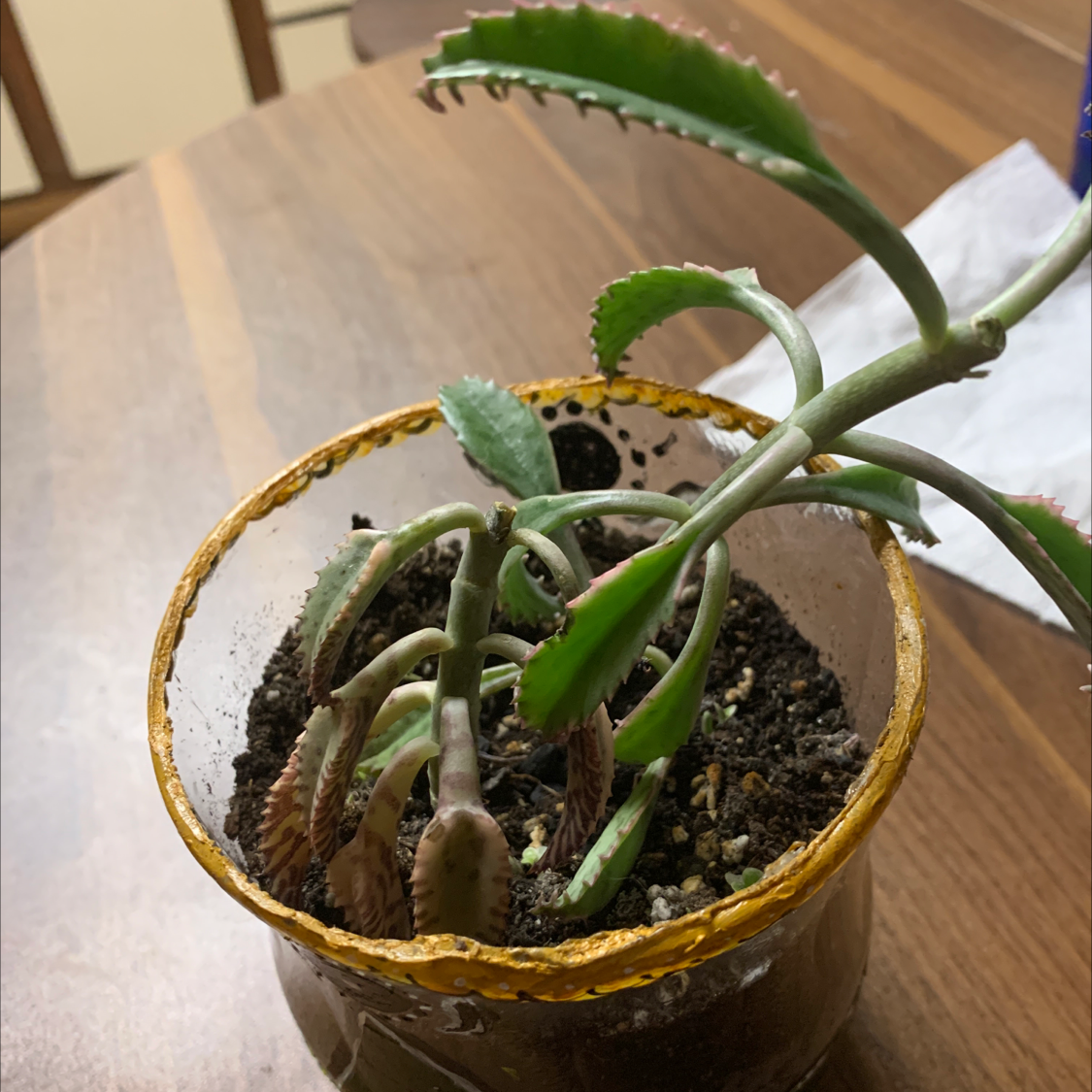 Healthy Mother of Thousands plant in a small terracotta pot with long slender leaves and many small plantlets growing on the edges.