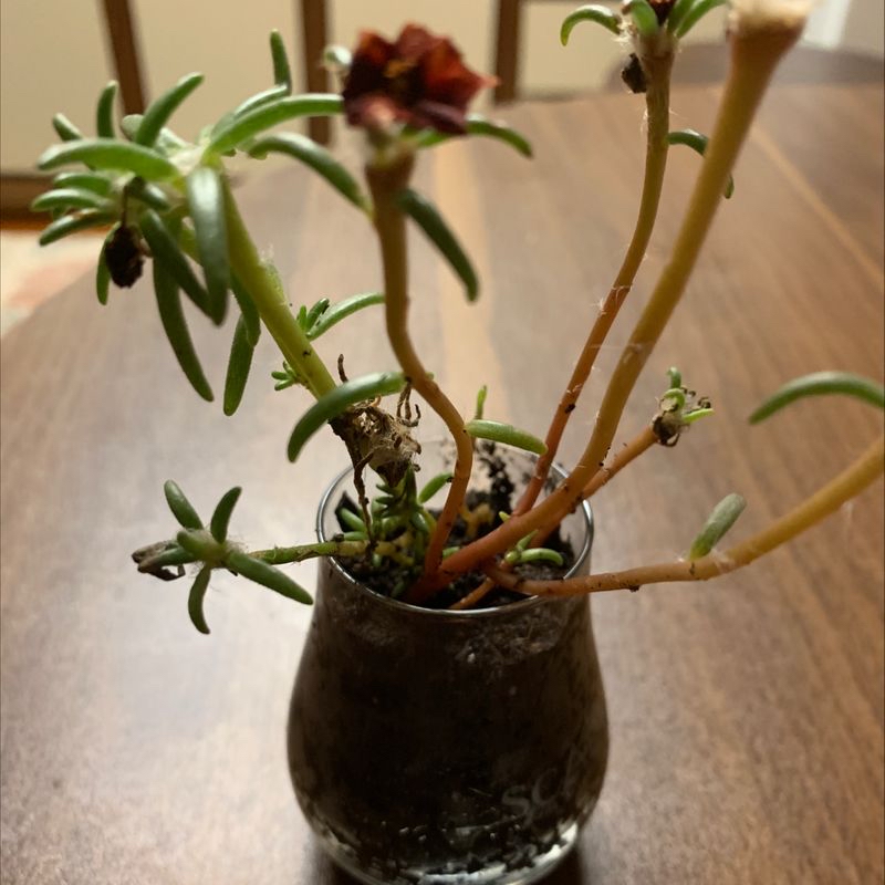 Healthy Moss Rose Purselane succulent plant with red flowers growing in a dark glass vase, well-framed shot with vibrant colors and sharp focus.