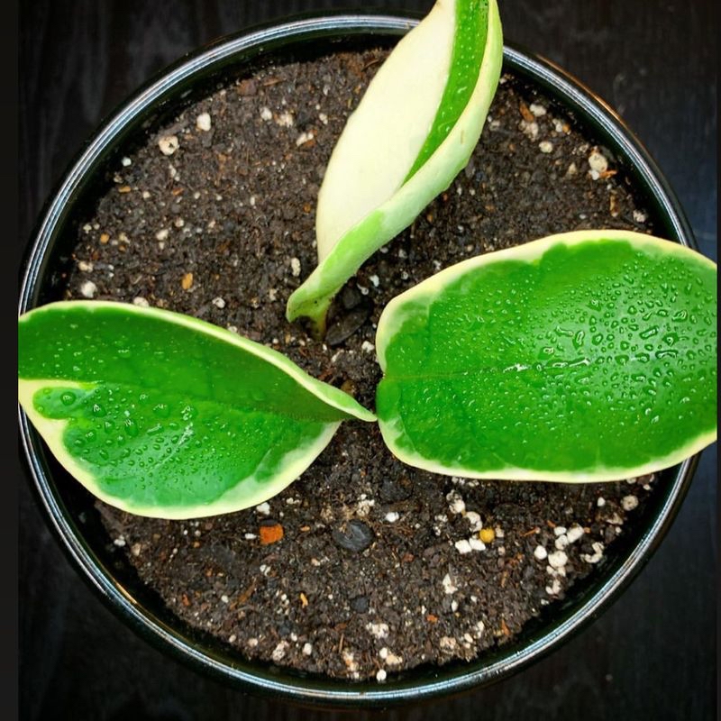 Sweetheart Hoya plant with three healthy leaves in a pot, soil visible.