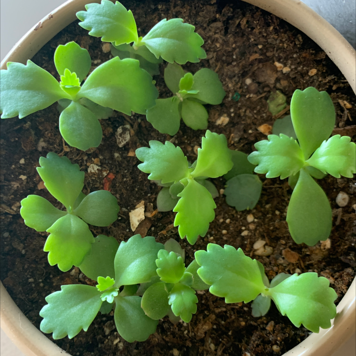 A healthy Kalanchoe daigremontiana plant with vibrant green leaves and many small plantlets growing along the leaf edges, thriving in a terra cotta pot.