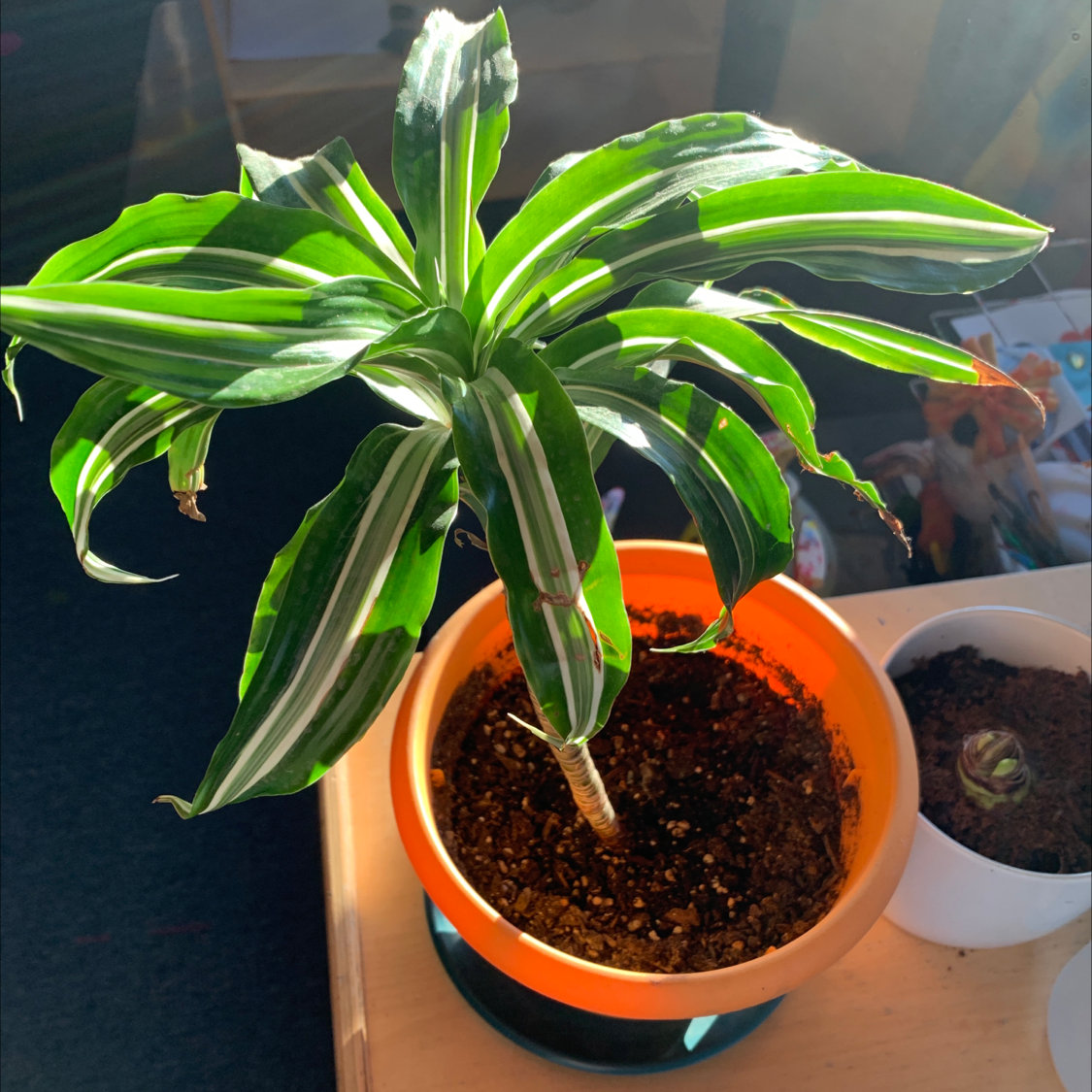 Healthy potted Cornstalk Dracaena plant with lush green and white striped foliage in an orange pot with dark soil.