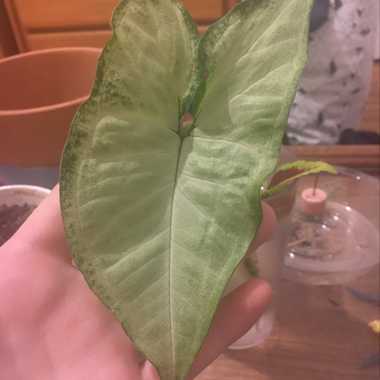 A hand holding up a large, healthy, arrow-shaped leaf of an Arrowhead Plant against a pink background.