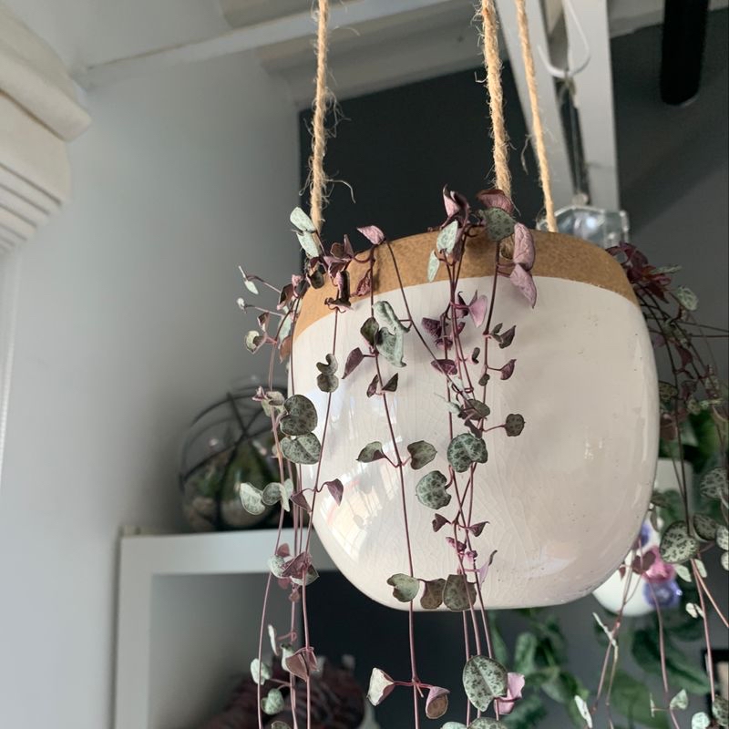 Photo of the plant species Chain of Hearts by @Brenna named String of Hearts on Greg, the plant care app