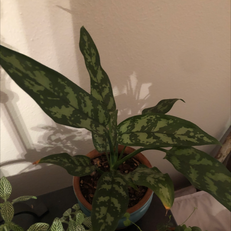 Chinese Evergreen plant photo by @plantperson named Kanye on Greg, the plant care app.