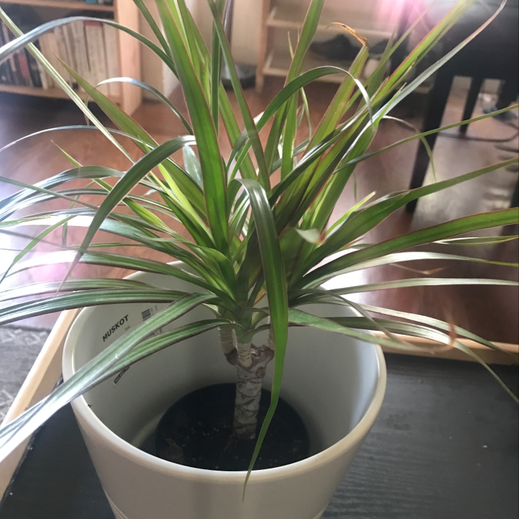 Photo of the plant species Haha by Marissa named Mochi on Greg, the plant care app