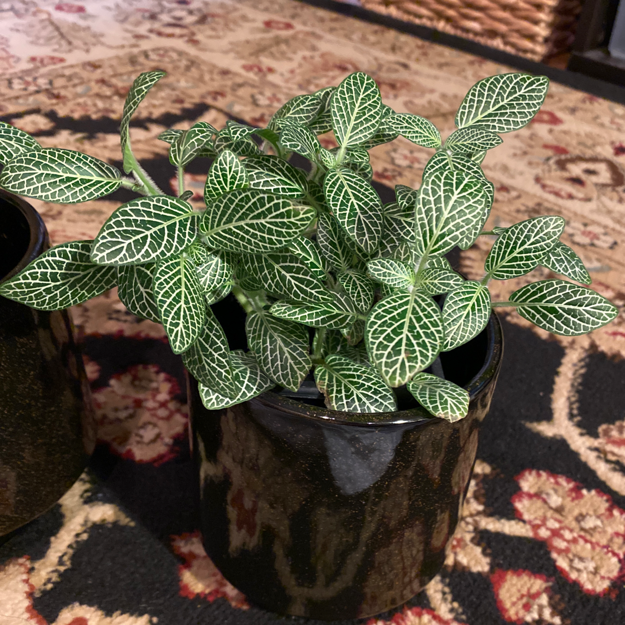 Nerve Plant (Fittonia) in a black pot with vibrant green leaves and white veins.