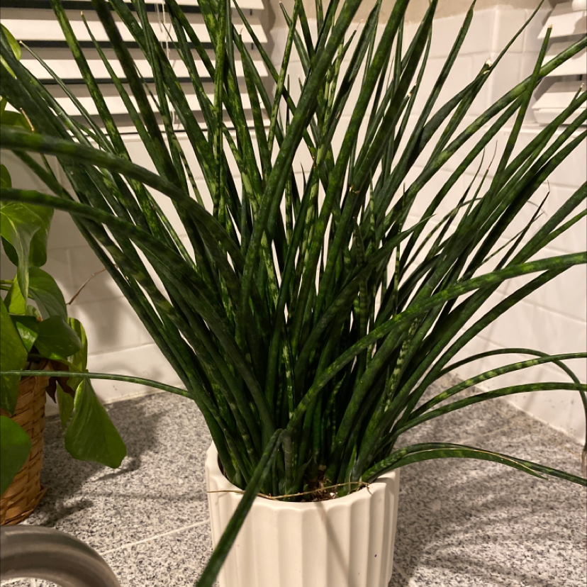 A thriving Areca Palm plant with vibrant green, feathery fronds growing in a fountain shape indoors.