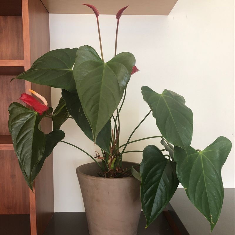 Healthy Painter's Palette plant with glossy heart-shaped leaves in shades of green and red, free of visible disease signs.