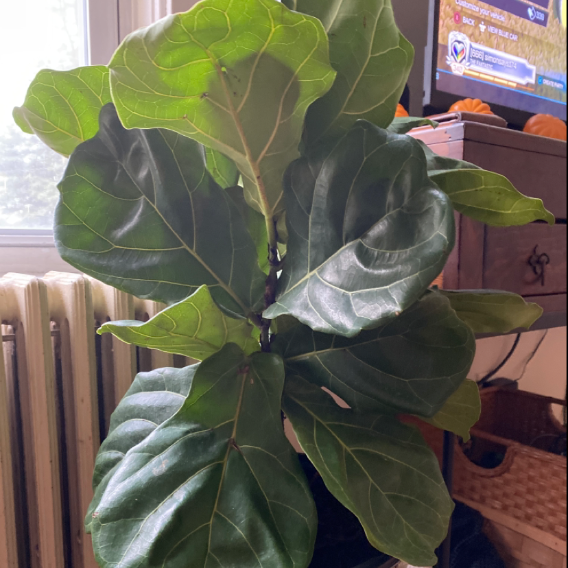 Photo of the plant species Ivy by Alex named Bella on Greg, the plant care app