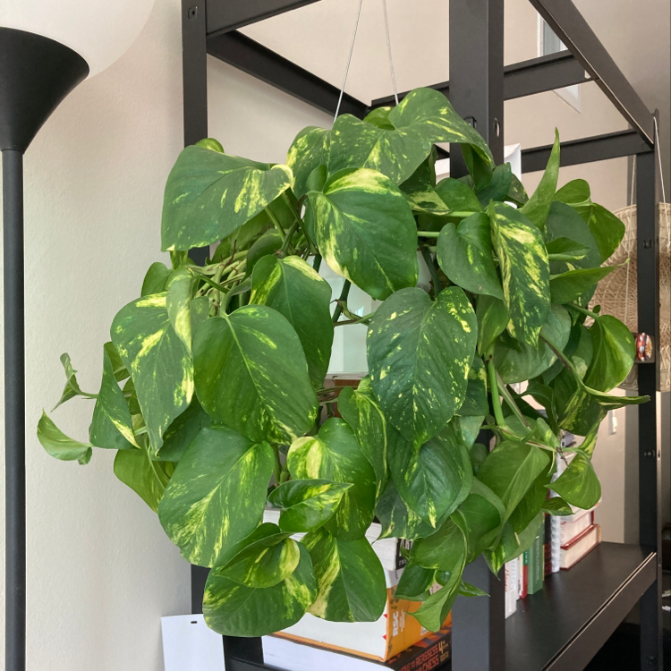 Healthy Jade Pothos in a hanging basket with vibrant green variegated heart-shaped leaves cascading down.