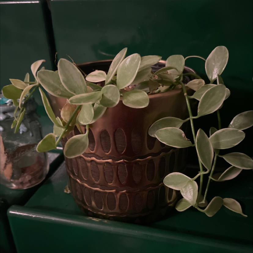 A healthy Greater Periwinkle plant in a textured ceramic pot with rich soil. The leaves are vibrant green and elongated.