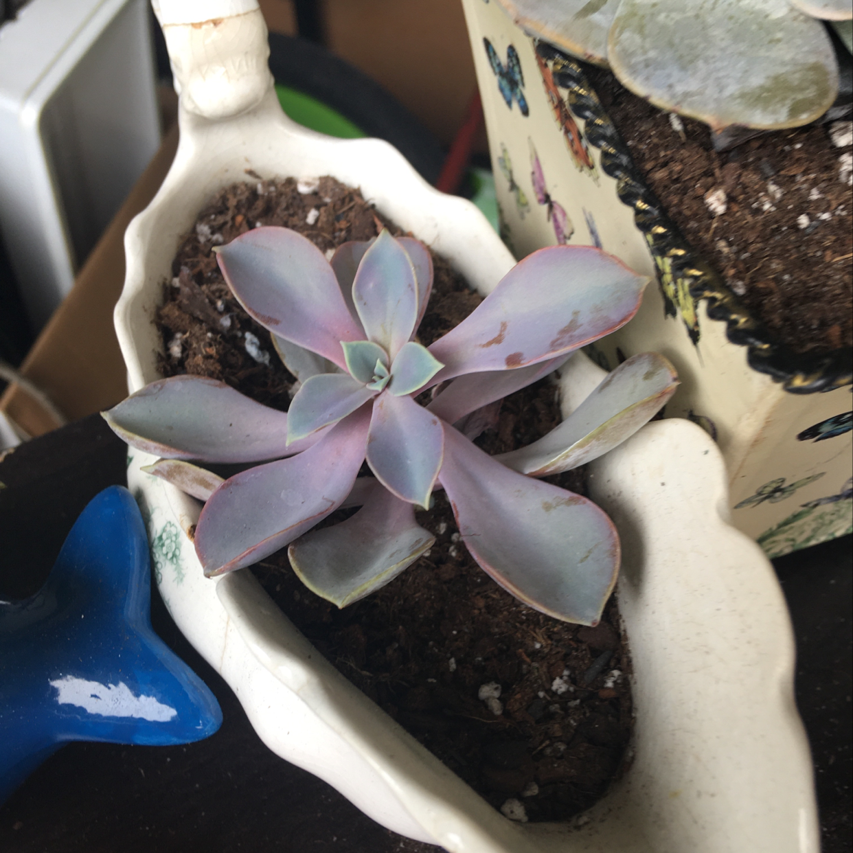 Ghost Plant succulent with pale pinkish leaves in a small container with visible soil.