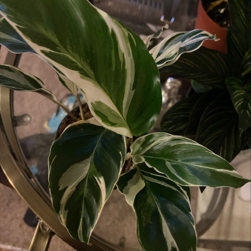 Photo of the plant species Valencia Orange Midnight by Kelly  named Your plant on Greg, the plant care app