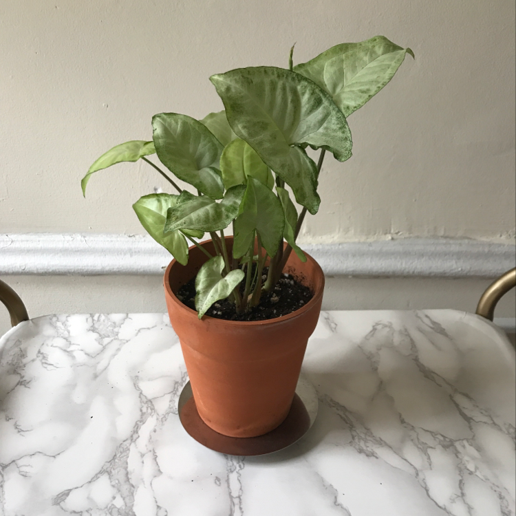 Healthy arrowhead plant in terracotta pot with vibrant green and white variegated leaves, well-framed against white marble background.