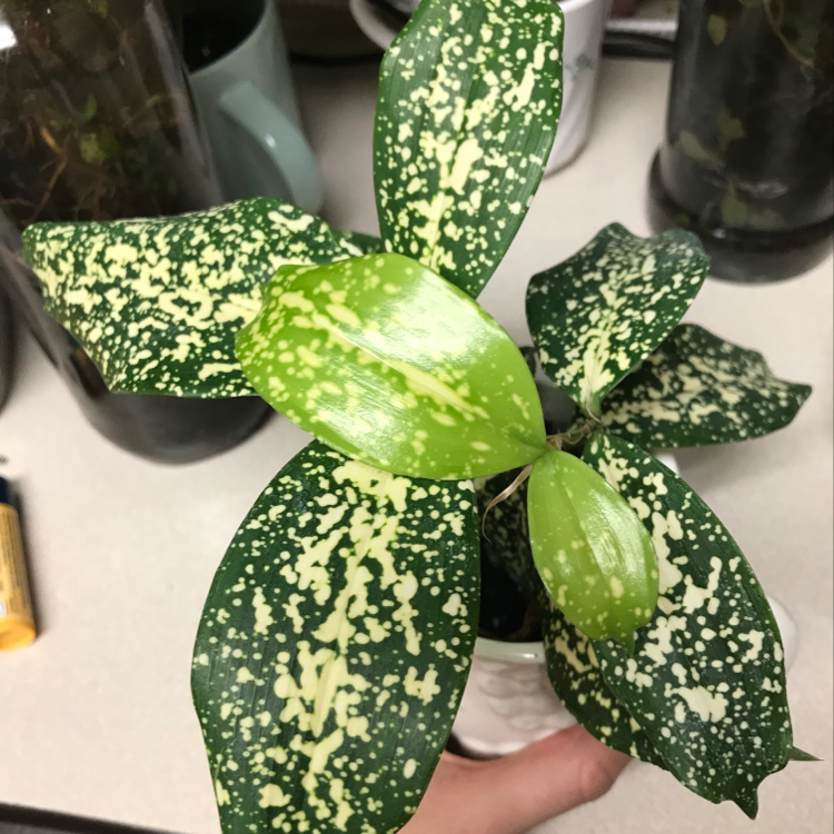 Hands holding a healthy Gold Dust Dracaena plant with vibrant green and yellow speckled leaves, no signs of discoloration or disease.
