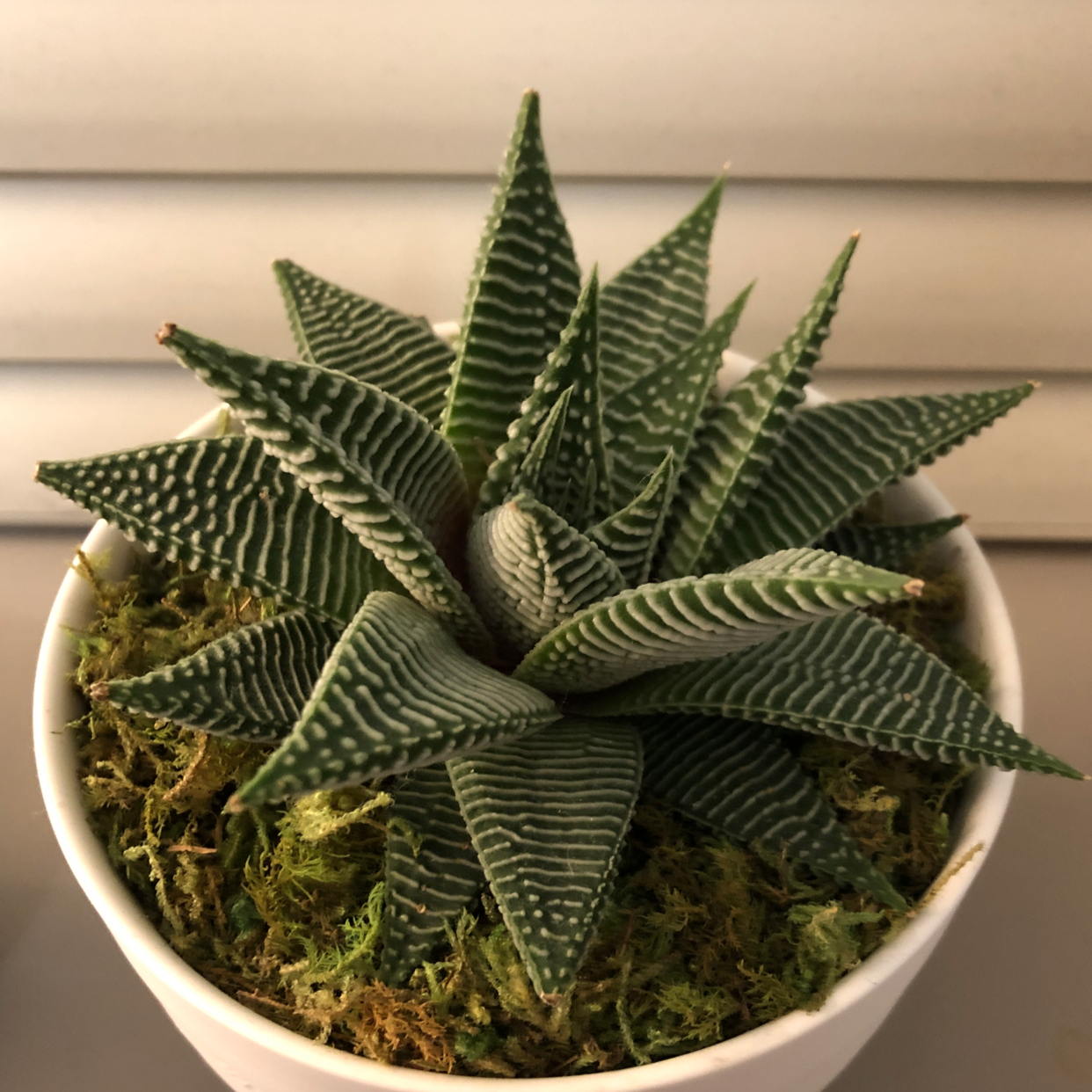 Healthy Haworthia cooperi succulent with triangular, ridged leaves in a white ceramic pot, resembling a washboard.