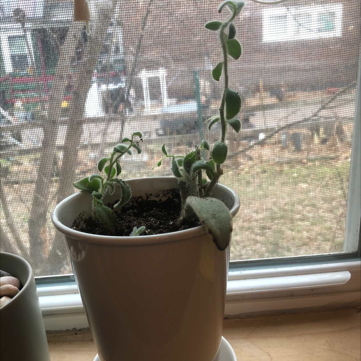 Panda Plant plant photo by @franny named Zeus on Greg, the plant care app.