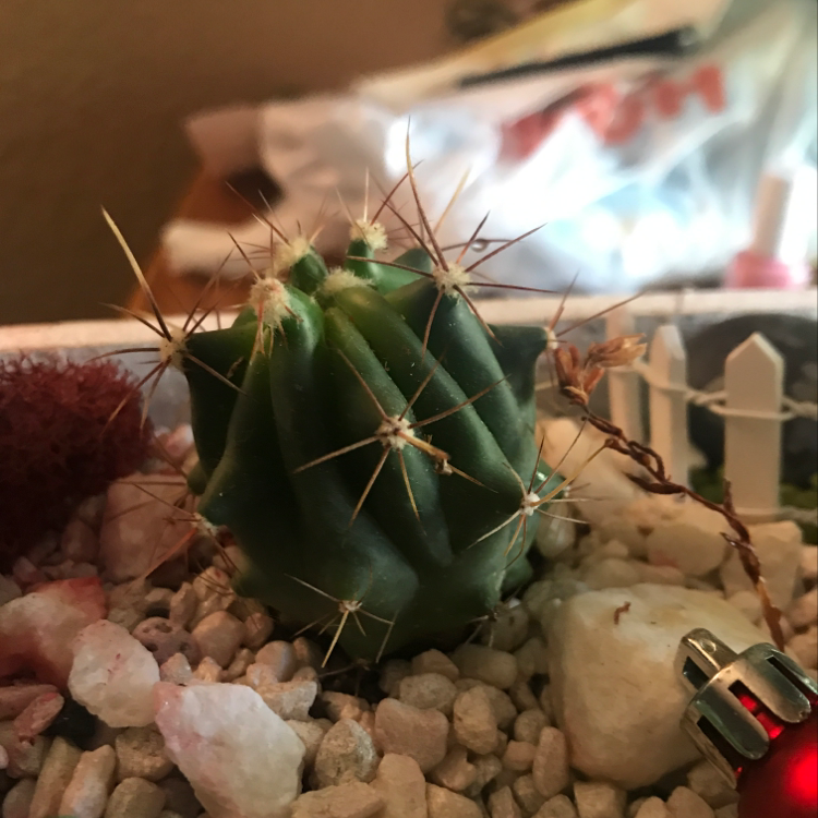 Photo of the plant species Star Plant by @Eddyd68 named Santa on Greg, the plant care app