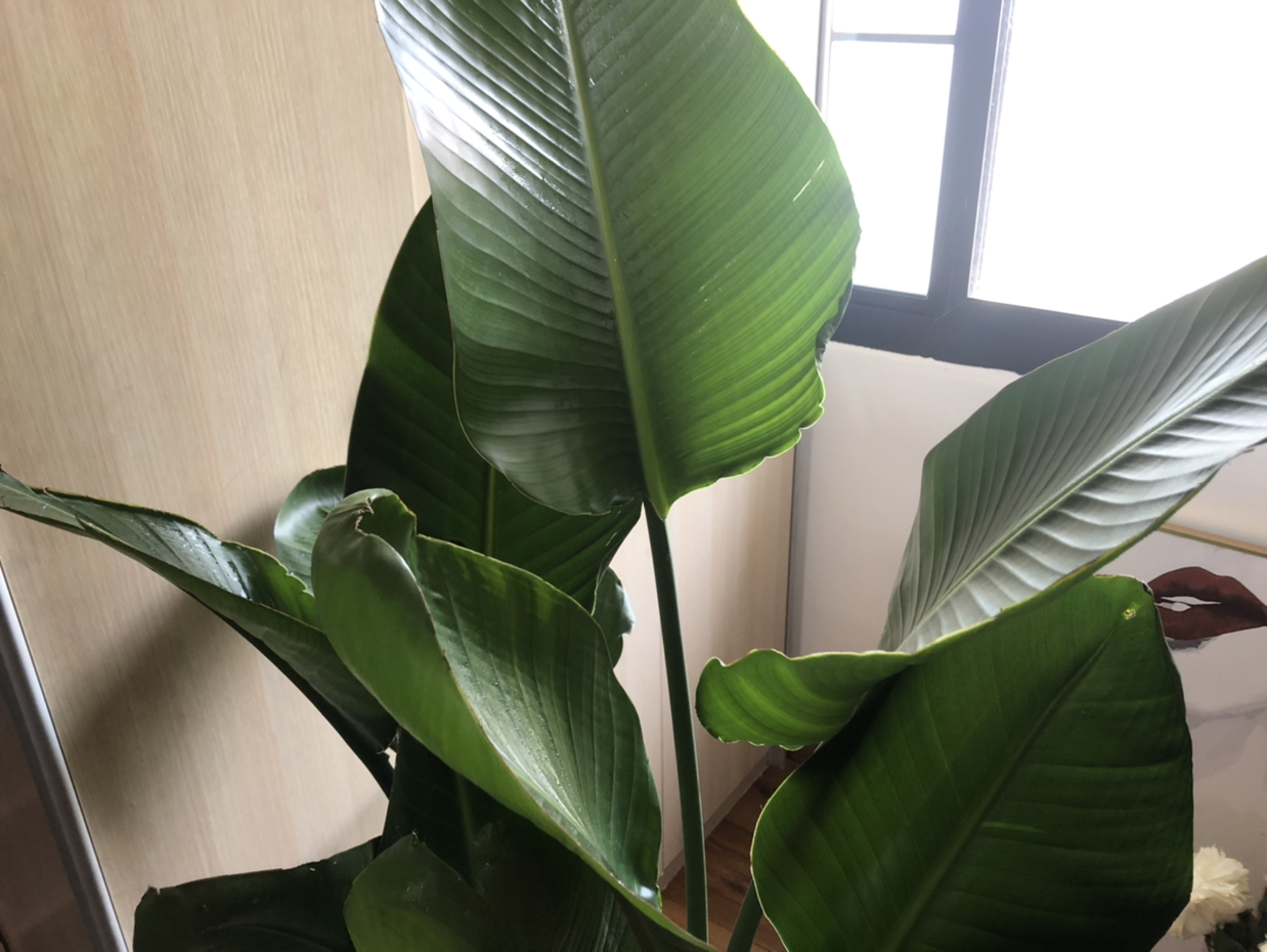 Bird of Paradise plant with large, healthy green leaves near a window.