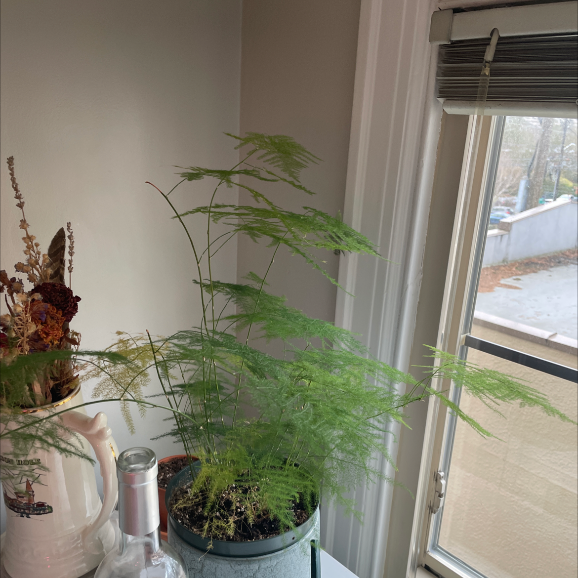 Asparagus Fern plant photo by @marrakech named Hemera on Greg, the plant care app.