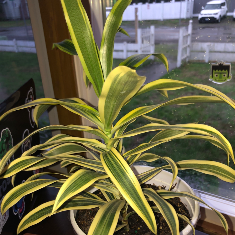 Healthy Song of India plant with vibrant yellow and green variegated leaves arching out from the center.