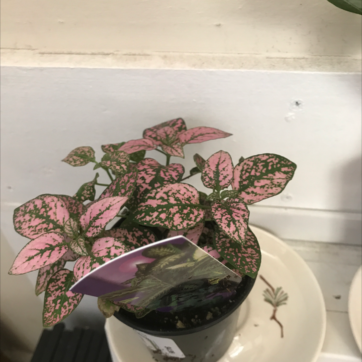 A healthy, mature Polka Dot Plant with vibrant pink and green spotted foliage growing in a white ceramic pot.