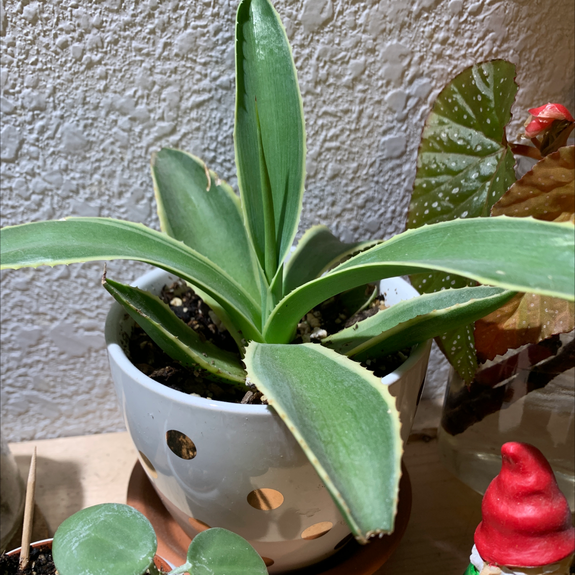 Close-up of a healthy agave plant with pointed blue-green leaves in a white pot, brown spots on some leaves, human hand for scale.