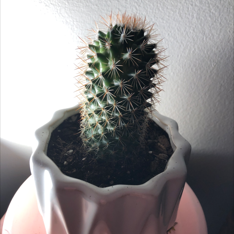 Kingcup Cactus in a white pot with visible soil, well-framed and in focus.