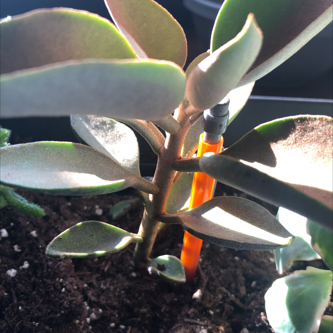 Copper Spoons plant with thick, spoon-shaped leaves in visible soil, well-framed and in focus.