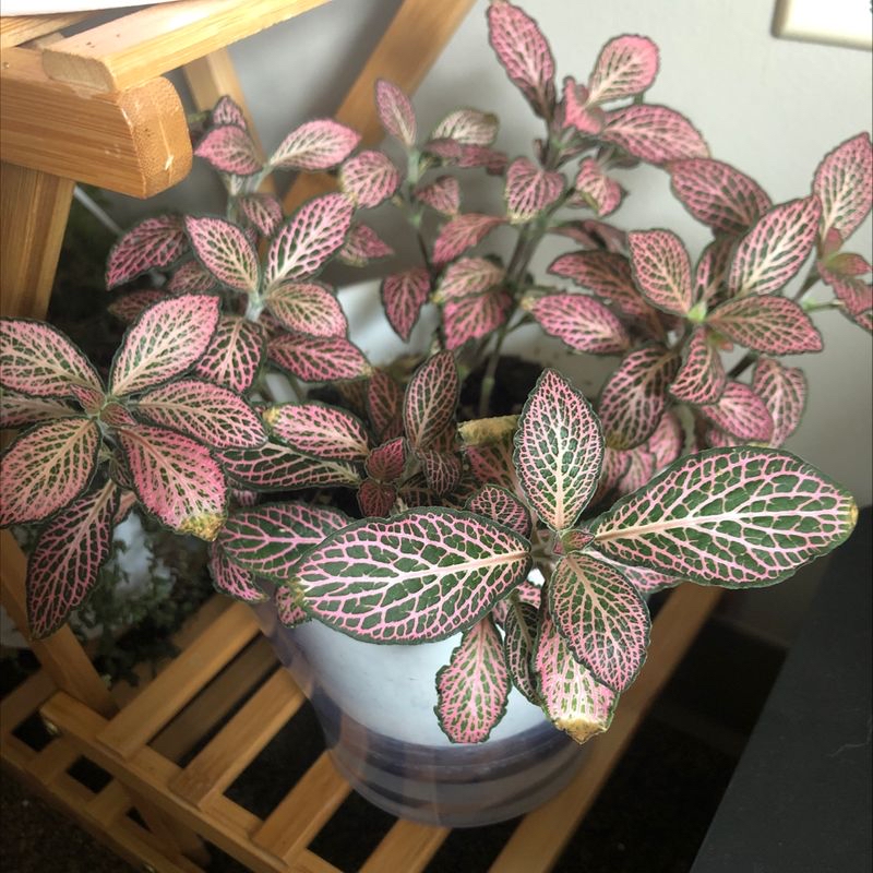 Nerve Plant (Fittonia) with pink and green leaves in a pot on a wooden stand.