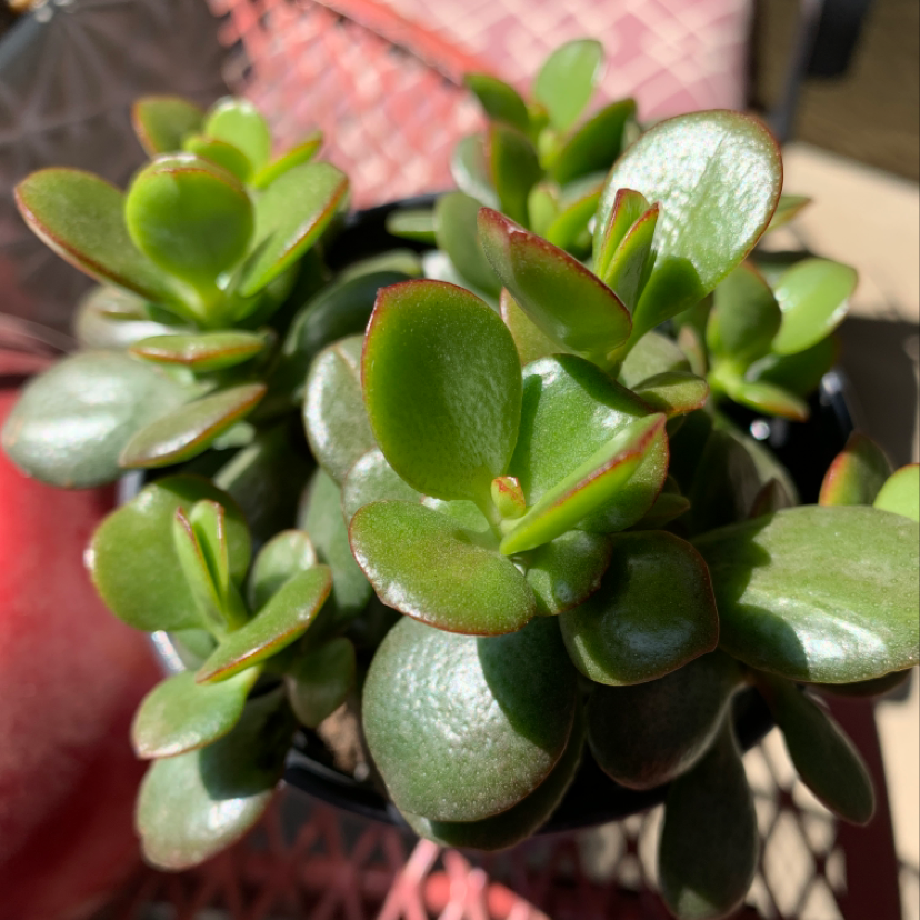 Plant care for Peperface on Greg, the plant care app