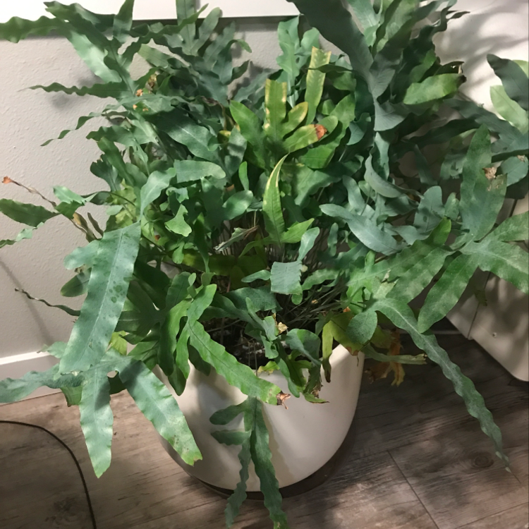 Blue Star Fern in a white pot with some minor browning at the tips of the leaves.
