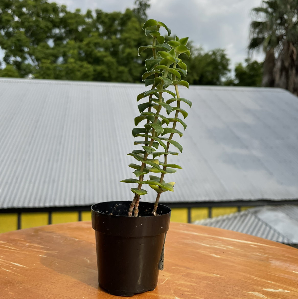 Healthy potted Crassula perforata succulent with long trailing stems and round stacked green button-shaped leaves.