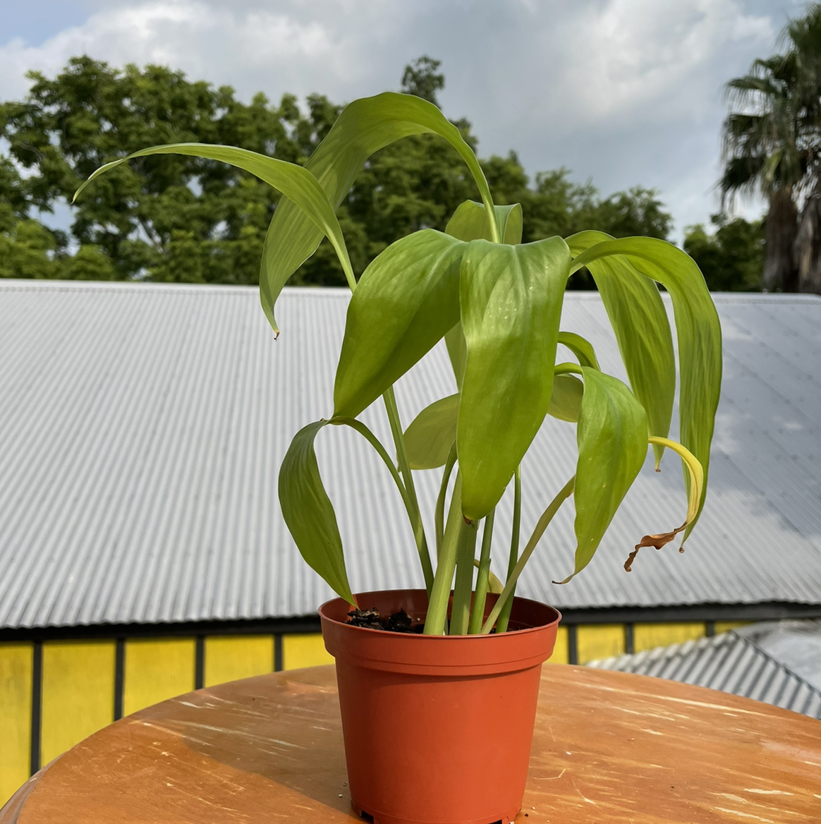 Healthy canna lily plant with vibrant green leaves growing in a reddish-brown pot on an outdoor table.